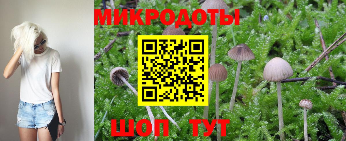 Галлюциногенные грибы Cubensis Балтийск